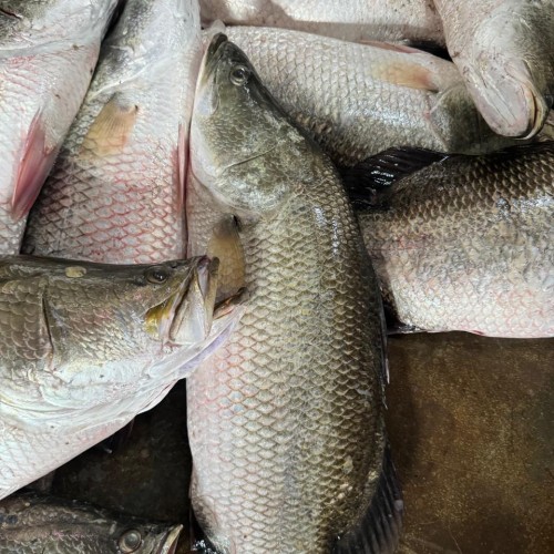 Fresh Bhetki Fish (Koral Mach) |  ফ্রেশ ভেটকি (কোরাল) মাছ