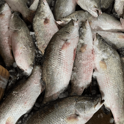 Fresh Bhetki Fish (Koral Mach) |  ফ্রেশ ভেটকি (কোরাল) মাছ