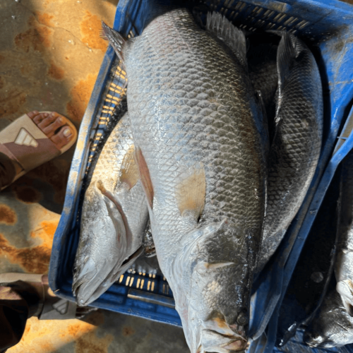 Fresh Bhetki Fish (Koral Mach) |  ফ্রেশ ভেটকি (কোরাল) মাছ