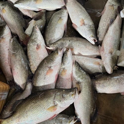 Fresh Bhetki Fish (Koral Mach) |  ফ্রেশ ভেটকি (কোরাল) মাছ