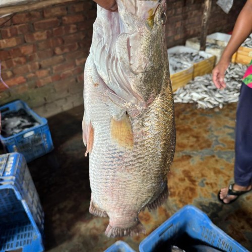 Fresh Bhetki Fish (Koral Mach) |  ফ্রেশ ভেটকি (কোরাল) মাছ