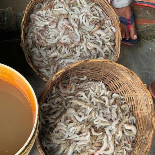 Fresh Chali Chingri (Small Shrimp) |  টাটকা চালি চিংড়ি