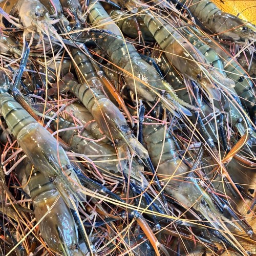 Fresh Golda Chingri (Giant Freshwater Prawn) | তাজা গলদা চিংড়ি