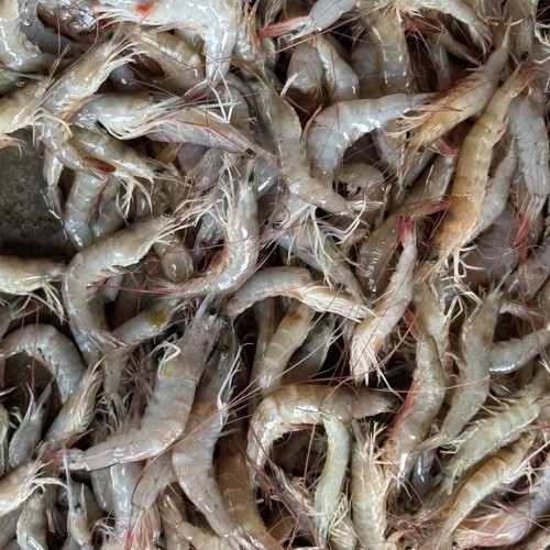 Fresh Horina Chingri (Brown Shrimp) |  তরতাজা হরিণা চিংড়ি