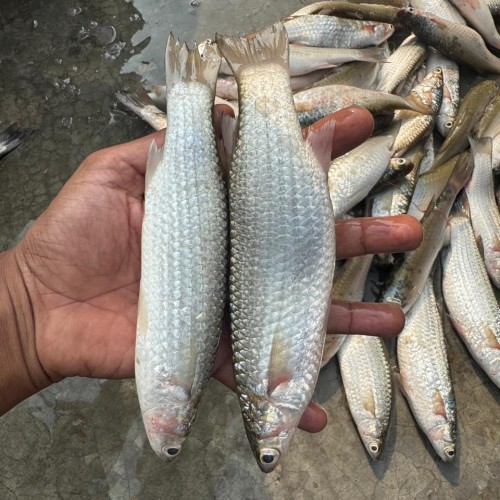 Fresh Paissa Fish (পাইশা মাছ) | দেশি তাজা পাইশা মাছ