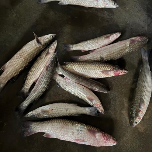 Bhangan Fish (ভাংগাল মাছ) Whole | তাজা ভাঙন মাছ