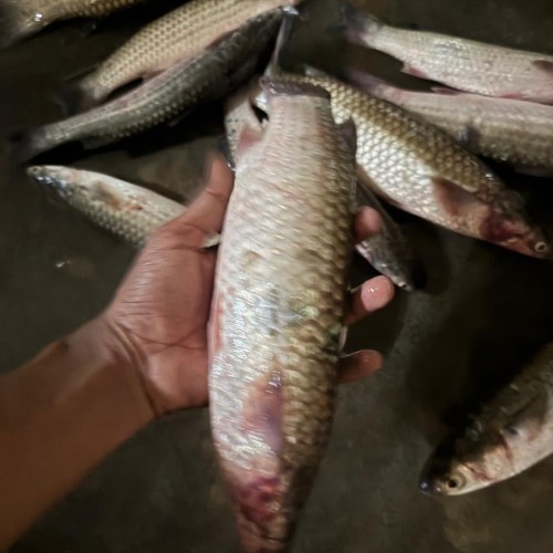 Bhangan Fish (ভাংগাল মাছ) Whole | তাজা ভাঙন মাছ