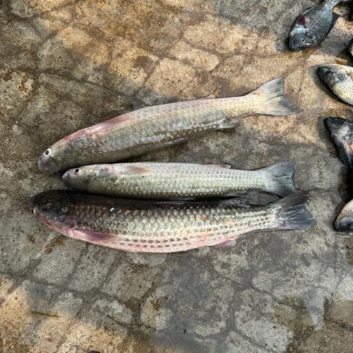 Bhangan Fish (ভাংগাল মাছ) Whole | তাজা ভাঙন মাছ