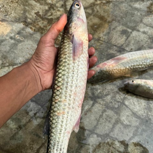 Bhangan Fish (ভাংগাল মাছ) Whole | তাজা ভাঙন মাছ