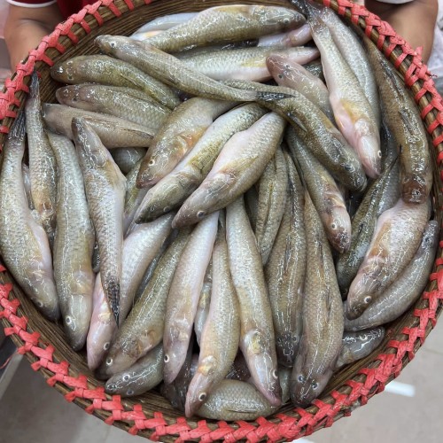 River Bele Fish (নদীর বেলে মাছ)
