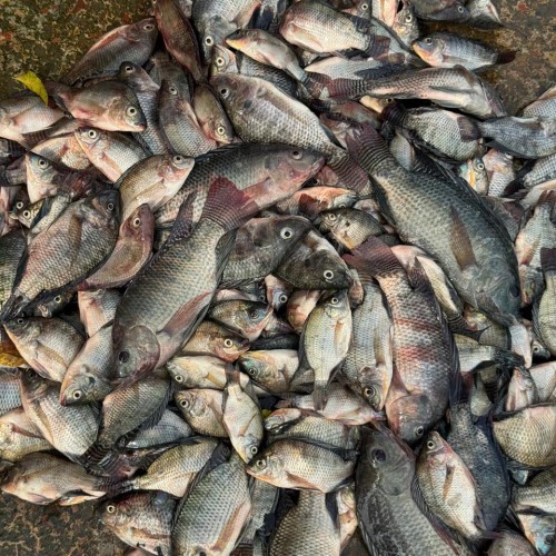 River Tilapia Fish |  নদীর তাজা তেলাপিয়া মাছ