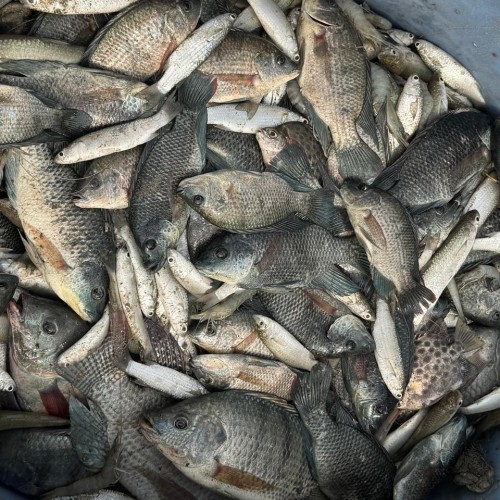 River Tilapia Fish |  নদীর তাজা তেলাপিয়া মাছ