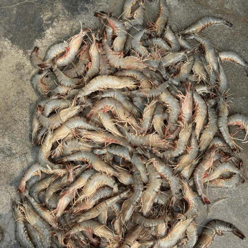 Fresh Bagda Chingri (Tiger Prawns)- প্রাকৃতিক বাগদা চিংড়ি- ১ কেজি (৪০-৫০ পিছ)
