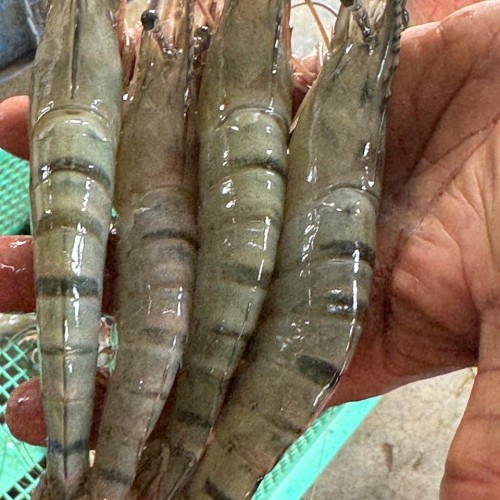 Fresh Bagda Chingri (Tiger Prawns)- প্রাকৃতিক বাগদা চিংড়ি- ১ কেজি (৪০-৫০ পিছ)