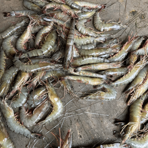 Fresh Bagda Chingri (Tiger Prawns)- প্রাকৃতিক বাগদা চিংড়ি- ১ কেজি (৩০-৪০ পিছ)