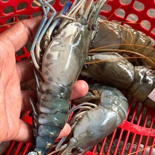Fresh Golda Chingri (Giant Freshwater Prawn)- তাজা গলদা চিংড়ি- ১ কেজি (২০-৩০ পিছ)