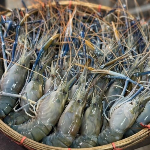 Fresh Golda Chingri (Giant Freshwater Prawn)- তাজা গলদা চিংড়ি- ১ কেজি (২০-৩০ পিছ)