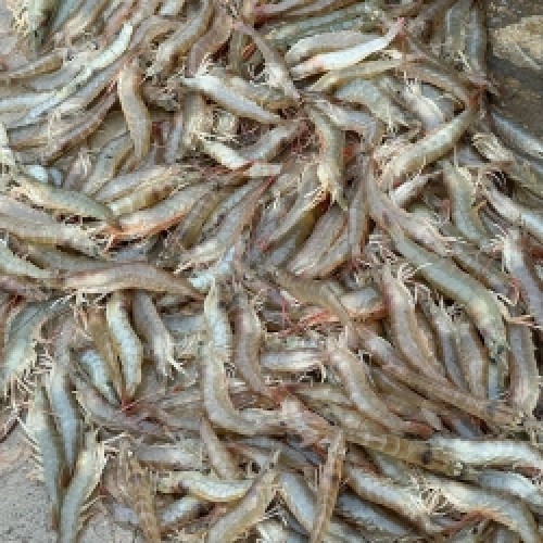 Fresh Horina Chingri (Brown Shrimp)- তরতাজা হরিণা চিংড়ি- ১ কেজি (৫০-৫৫ পিছ)