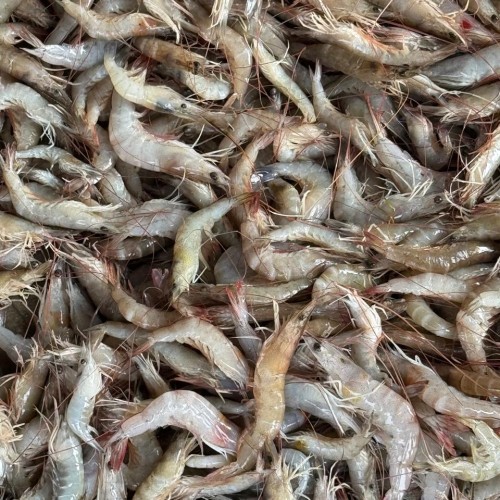 Fresh Horina Chingri (Brown Shrimp)- তরতাজা হরিণা চিংড়ি- ১ কেজি (৫০-৫৫ পিছ)