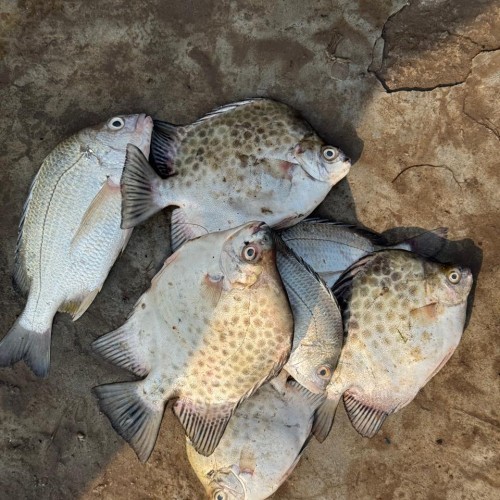 Paira Fish (Spotted Scat)Whole- পায়রা মাছ(চিত্রা/পায়রা মাছ)- ১ কেজি (১০-১২ পিছ)
