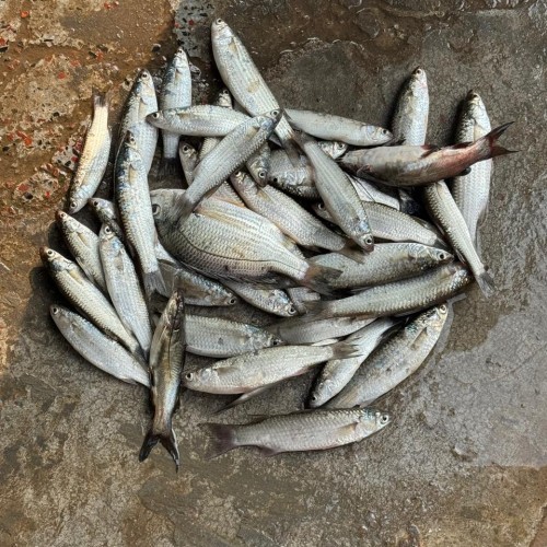 Fresh Paissa Fish (পাইশা মাছ)- দেশি তাজা পাইশা মাছ- ১ কেজি (১৫-২০ পিছ)