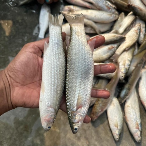Fresh Paissa Fish (পাইশা মাছ)- দেশি তাজা পাইশা মাছ- ১ কেজি (১৫-২০ পিছ)