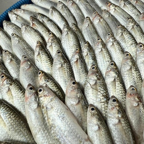 Fresh Paissa Fish (পাইশা মাছ)- দেশি তাজা পাইশা মাছ- ১ কেজি (১০-১৫ পিছ)