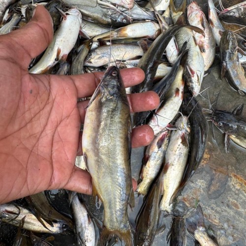 Fresh Tengra Fish- তাজা টেংরা মাছ- ১ কেজি (১৫-২০ পিছ)