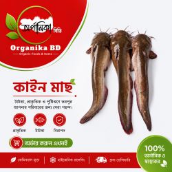 Fresh Kain Fish (কাইন মাছ) – Naturally Sourced River Fish