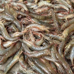 Organika BD Fresh Horina Chingri (Brown Shrimp) | অর্গানিকা বিডি তরতাজা হরিণা চিংড়ি