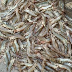 Organika BD Fresh Chali Chingri (Small Shrimp) | অর্গানিকা বিডি টাটকা চালি চিংড়ি
