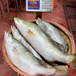 Organika BD Fresh Bhetki Fish (Koral Mach) | অর্গানিকা বিডি ফ্রেশ ভেটকি (কোরাল) মাছ