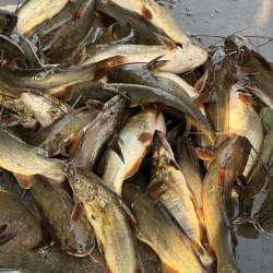 Organika BD Fresh River Tengra Fish | অর্গানিকা বিডি তাজা নদীর টেংরা মাছ
