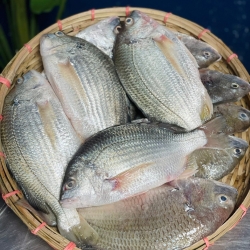 Organika BD Fresh Datina Fish (Silver Seabream) Whole | অর্গানিকা বিডি ফ্রেশ তাজা দাতিনা মাছ