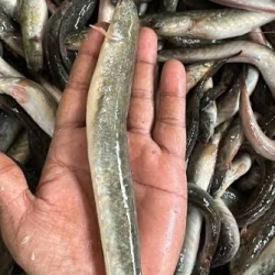 Organika BD Fresh Guli Mach (Gobi Fish) | অর্গানিকা বিডি দেশীয় তাজা গুলি মাছ