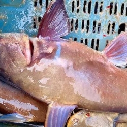Organika BD Fresh Charkhoda Fish (River Catfish) | অর্গানিকা বিডি তাজা নদীর চরখোদা মাছ