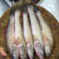 Organika BD Fresh River Bele Fish (নদীর বেলে মাছ) - Whole &amp; Cleaned Options Available | তাজা নদীর বেলে মাছ
