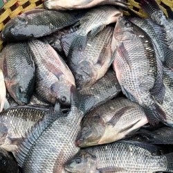 Organika BD Fresh River Tilapia Fish | অর্গানিকা বিডি নদীর তাজা তেলাপিয়া মাছ