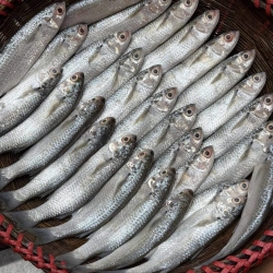 Organika BD Fresh Paissa Fish (পাইশা মাছ) | দেশি তাজা পাইশা মাছ