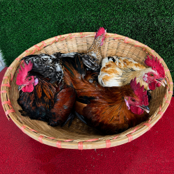 Organika BD Fresh Native Deshi Chicken (Dressed Whole Chicken) | অর্গানিকা বিডি টাটকা দেশি মোরগ ও মুরগীর মাংস