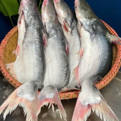 Organika BD Fresh River Pangas Fish (Padma &amp; Jamuna River Catch) | অর্গানিকা বিডি পদ্মা ও যমুনা নদীর তাজা দেশি পাঙ্গাশ মাছ