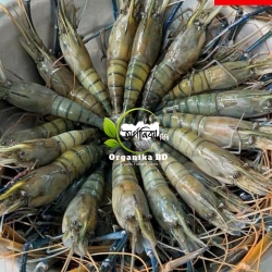 Organika BD Fresh Golda Chingri (Giant Freshwater Prawn) | অর্গানিকা বিডি তাজা গলদা চিংড়ি