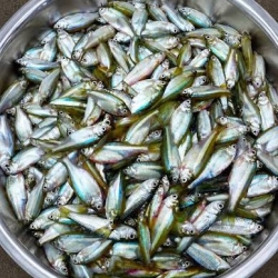 Organika BD Fresh Chanochona Fish (Small Mix Fish) | অর্গানিকা বিডি টাটকা চানাচুনা মাছ