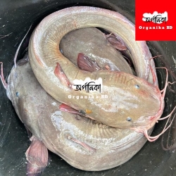 Fresh Kain Fish (কাইন মাছ) – Naturally Sourced River Fish