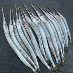 Fresh River Kaikshla Fish (কাঙ্কিলা / কাকশিল মাছ) | দেশি নদীর তাজা কাকশিল মাছ