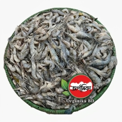 Organika BD Fresh Kathali Golda Chingri (Prawn) | অর্গানিকা বিডি তাজা কাঁঠালি গোদা চিংড়ি