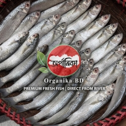 Organika BD Fresh Paissa Fish (পাইশা মাছ) | দেশি তাজা পাইশা মাছ