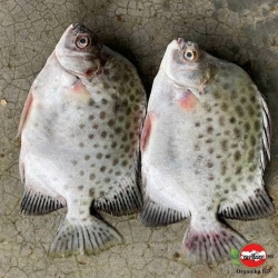 Organika BD Fresh Paira Fish (Spotted Scat) Whole | অর্গানিকা বিডি তাজা পায়রা মাছ (চিত্রা/পায়রা মাছ)