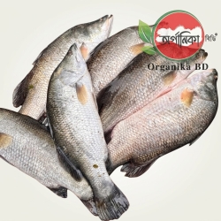 Organika BD Fresh Bhetki Fish (Koral Mach) | অর্গানিকা বিডি ফ্রেশ ভেটকি (কোরাল) মাছ