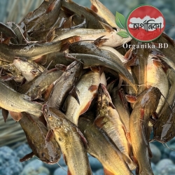 Organika BD Fresh River Tengra Fish | অর্গানিকা বিডি তাজা নদীর টেংরা মাছ